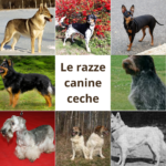 Quali sono le razze canine ceche?