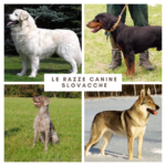 Quali sono le razze canine slovacche?
